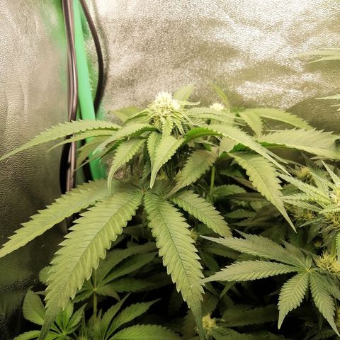 Aisha growlog timeline photo