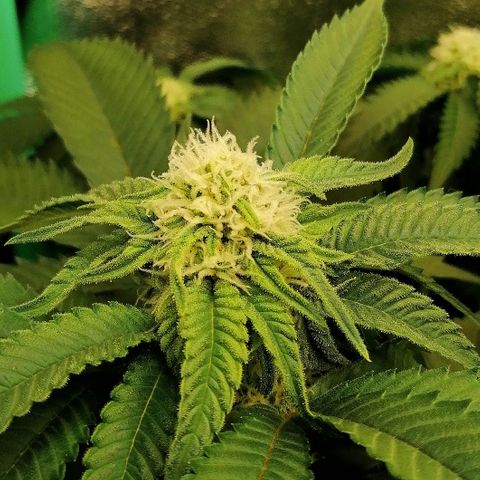 Aisha growlog timeline photo