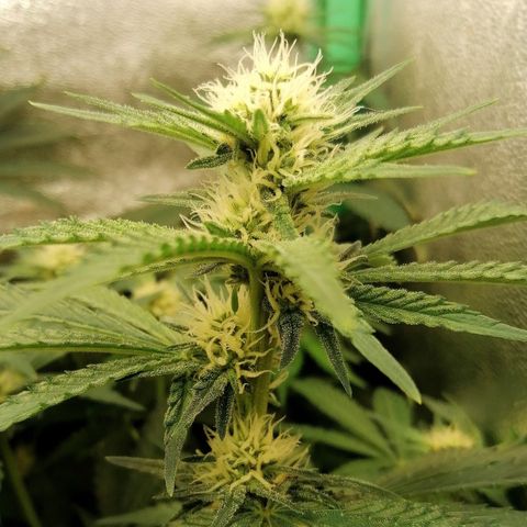 Tiana growlog timeline photo
