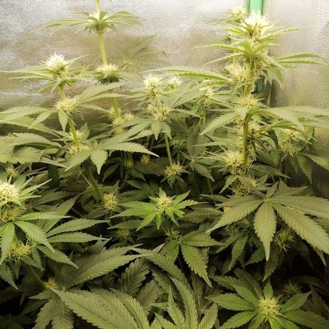 Tiana growlog timeline photo
