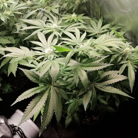 Kilmani growlog timeline photo