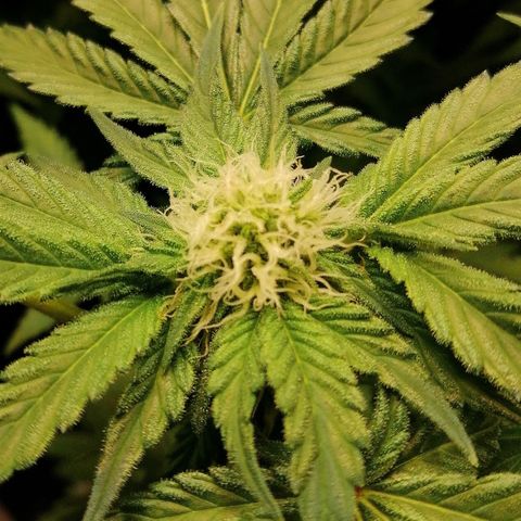 Kilmani growlog timeline photo