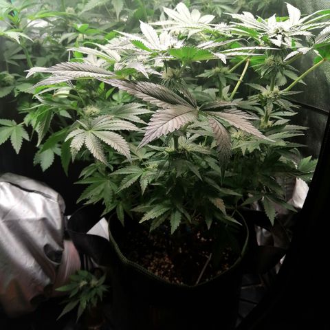 Kilmani growlog timeline photo