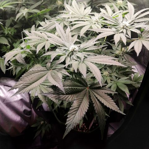 Kilmani growlog timeline photo