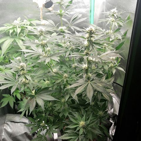 Tiana growlog timeline photo