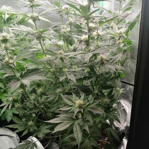 Tiana growlog timeline photo