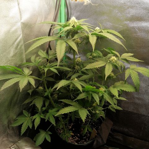 Aisha growlog timeline photo