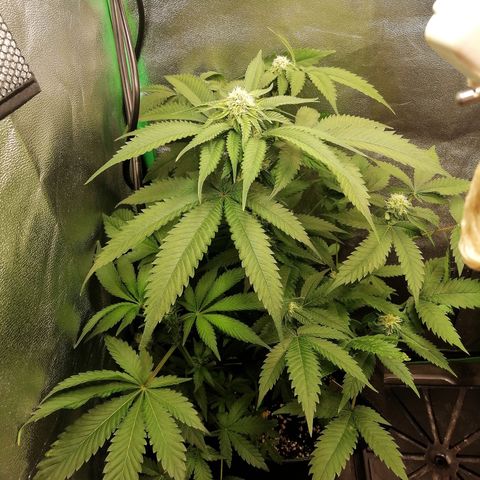 Aisha growlog timeline photo