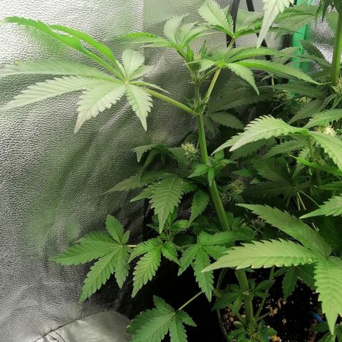 Aisha II growlog timeline photo