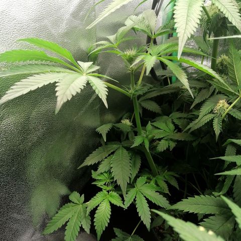Aisha II growlog timeline photo