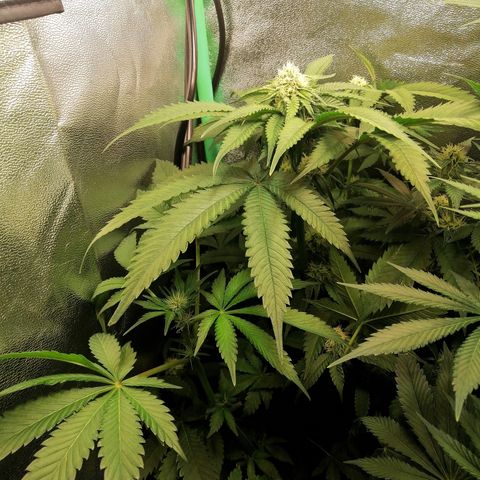 Aisha growlog timeline photo