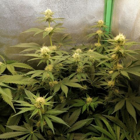 Tiana growlog timeline photo