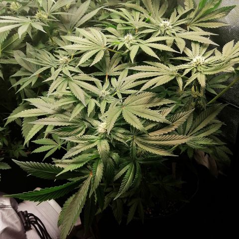 Kilmani growlog timeline photo