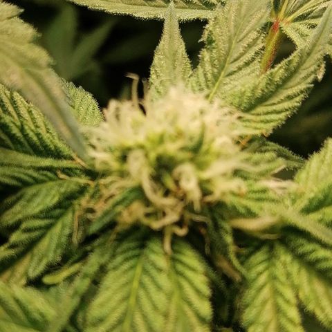 Kilmani growlog timeline photo