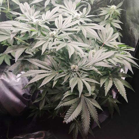 Kilmani growlog timeline photo
