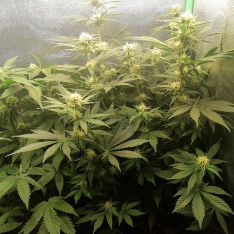 Tiana growlog timeline photo