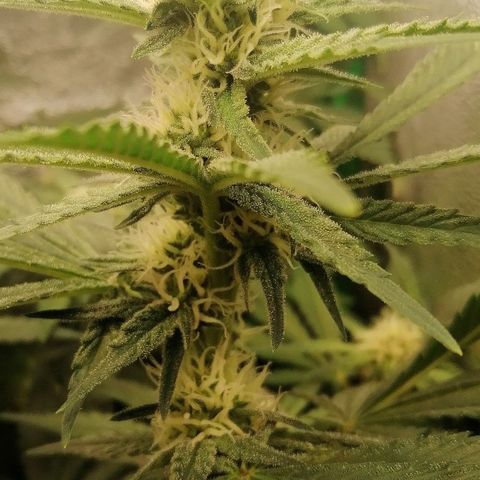 Tiana growlog timeline photo