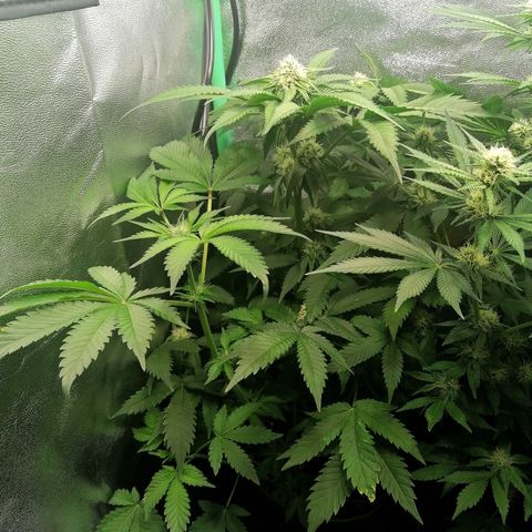 Aisha growlog timeline photo