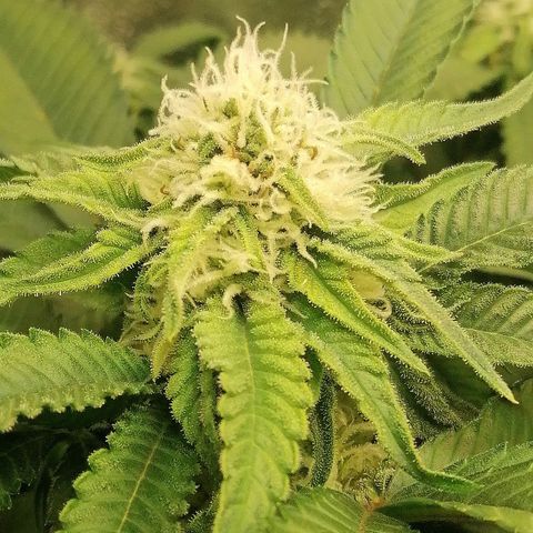 Aisha growlog timeline photo
