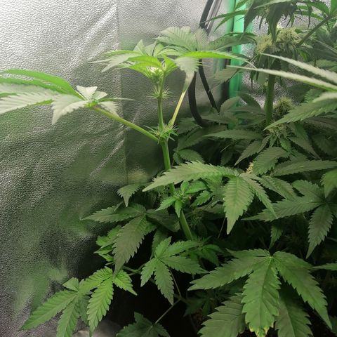 Aisha II growlog timeline photo