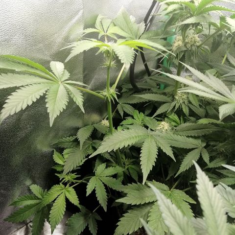 Aisha II growlog timeline photo