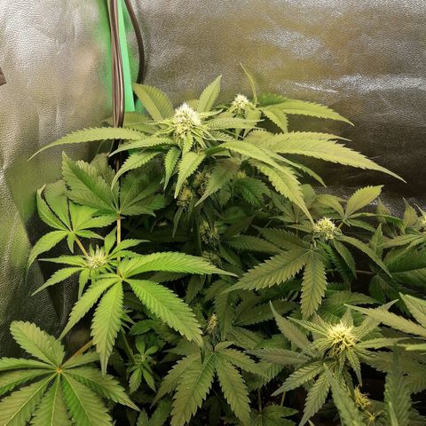 Aisha growlog timeline photo