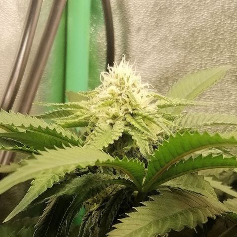 Aisha growlog timeline photo