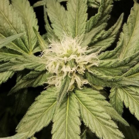 Kilmani growlog timeline photo