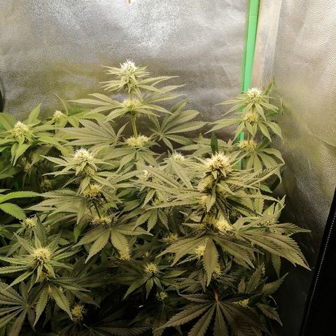 Tiana growlog timeline photo