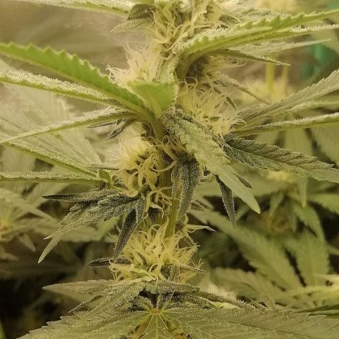 Tiana growlog timeline photo