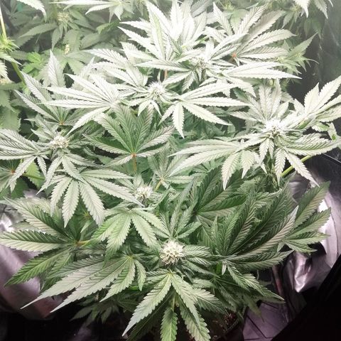 Kilmani growlog timeline photo