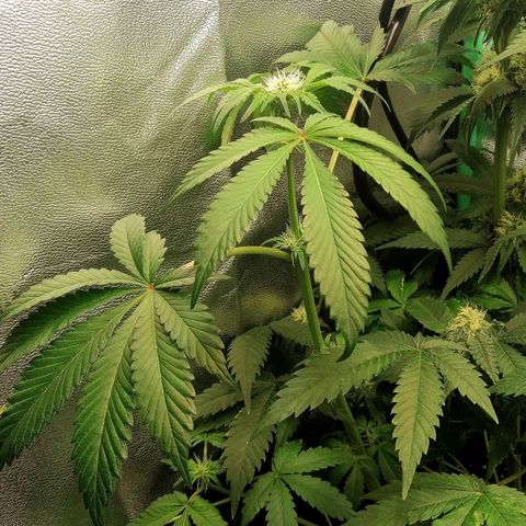 Aisha II growlog timeline photo