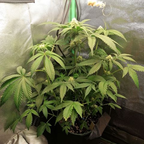 Aisha growlog timeline photo
