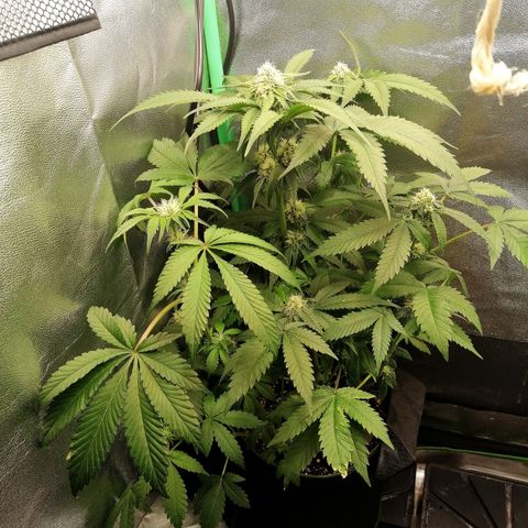 Aisha growlog timeline photo