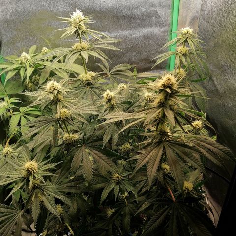 Tiana growlog timeline photo