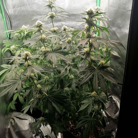Tiana growlog timeline photo