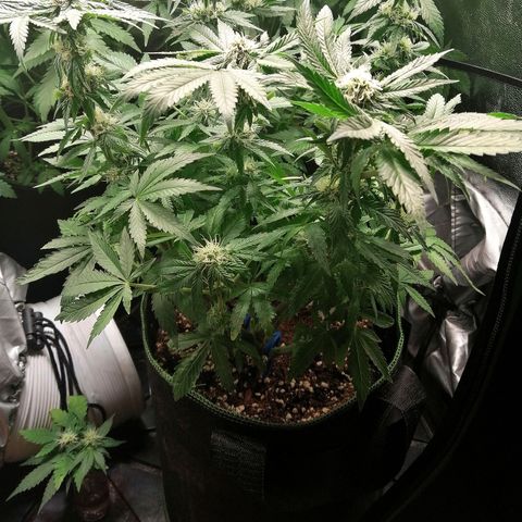 Kilmani growlog timeline photo