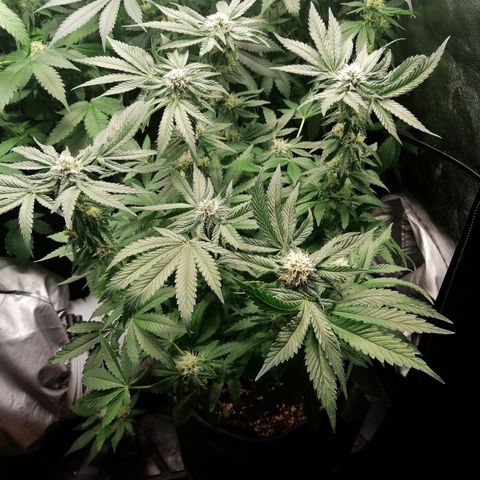 Kilmani growlog timeline photo