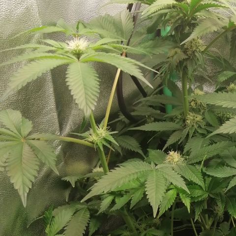 Aisha II growlog timeline photo