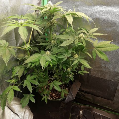 Aisha growlog timeline photo