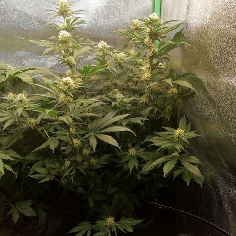 Tiana growlog timeline photo