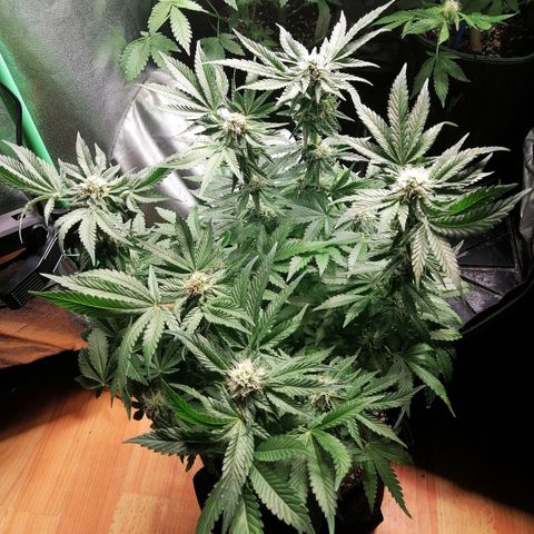 Kilmani growlog timeline photo