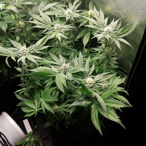 Kilmani growlog timeline photo