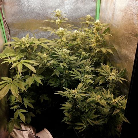 Aisha growlog timeline photo