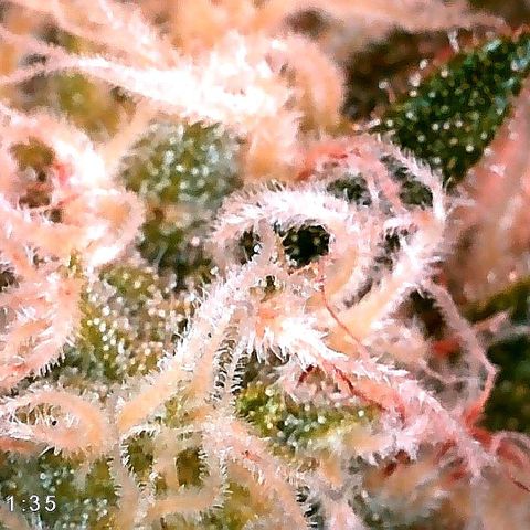 Aisha growlog timeline photo