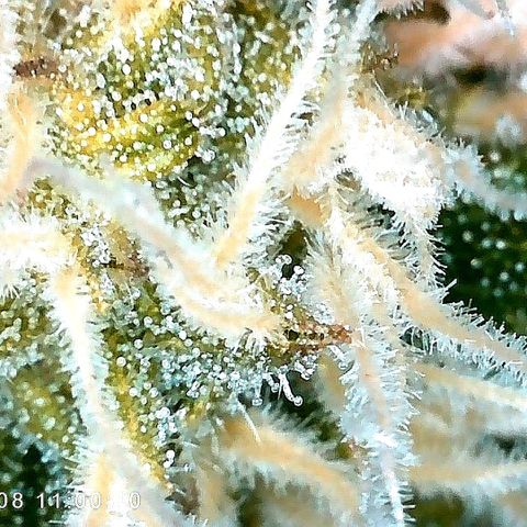 Aisha growlog timeline photo