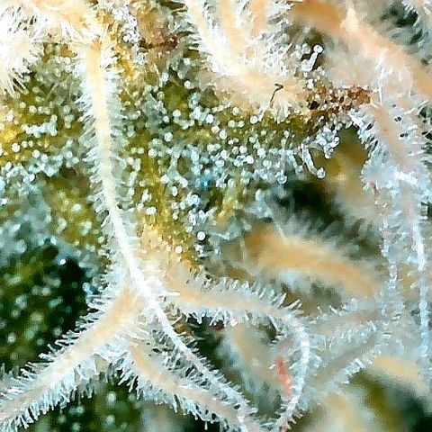 Aisha growlog timeline photo