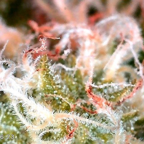 Aisha growlog timeline photo