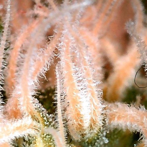 Aisha growlog timeline photo