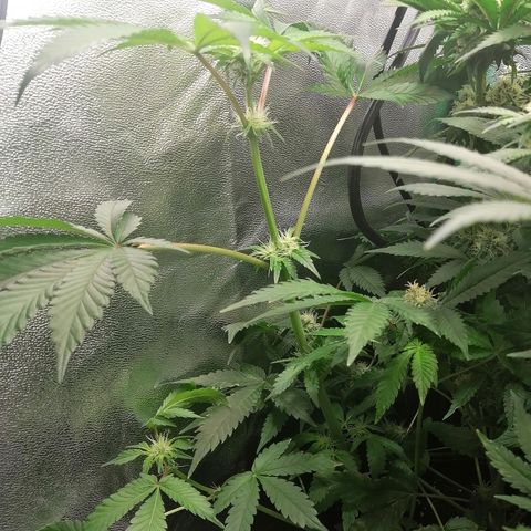 Aisha II growlog timeline photo